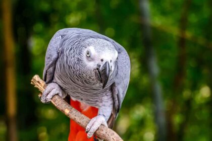 African Grey Parrot Distribution; Habitat: A Comprehensive Guide