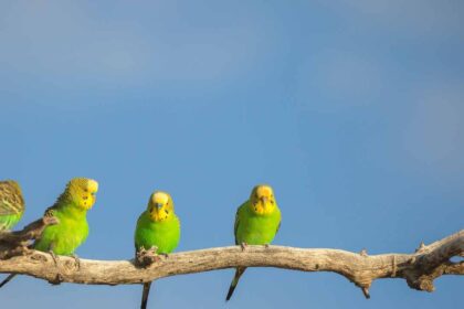 The Budgerigars: Everything You Need to Know About These Charming Parakeets