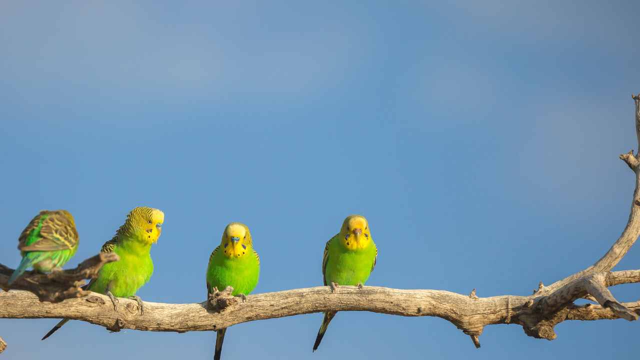 The Budgerigars: Everything You Need to Know About These Charming Parakeets