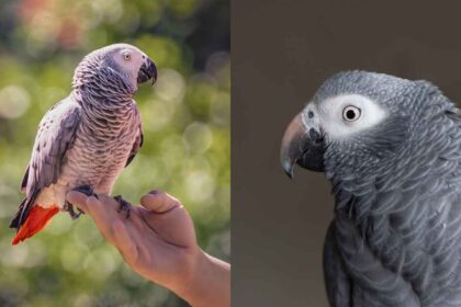 Congo vs. Timneh African Grey Parrots: Key Differences, Visual Comparisons, and Care Tips