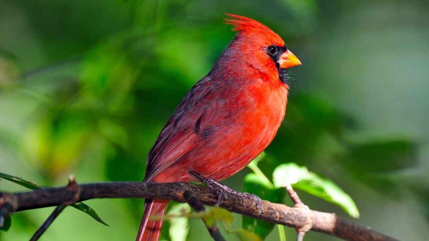 Northern Cardinal Distribution; Habitat: A Comprehensive Guide