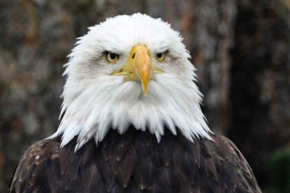 Are Bald Eagles Endangered: An In-Depth Look at America's National Bird