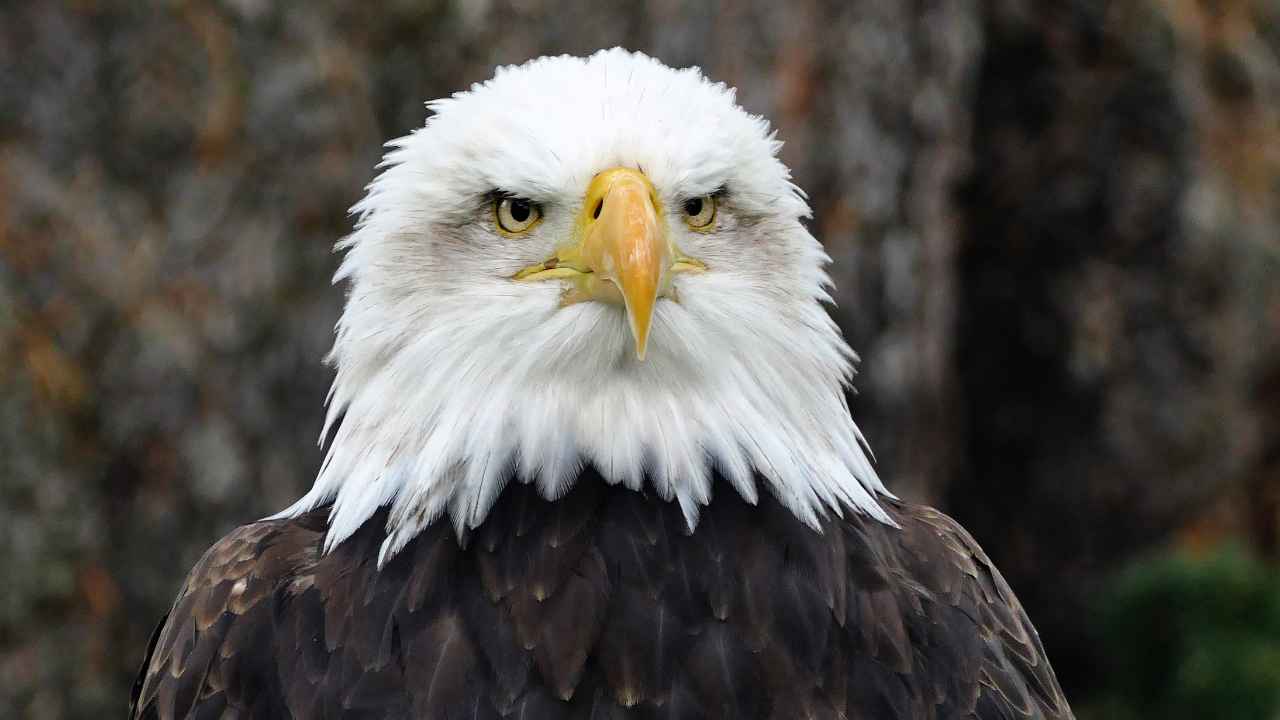 Are Bald Eagles Endangered: An In-Depth Look at America's National Bird