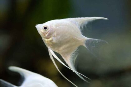 Angelfish: A Comprehensive Guide to Their Care and Beauty