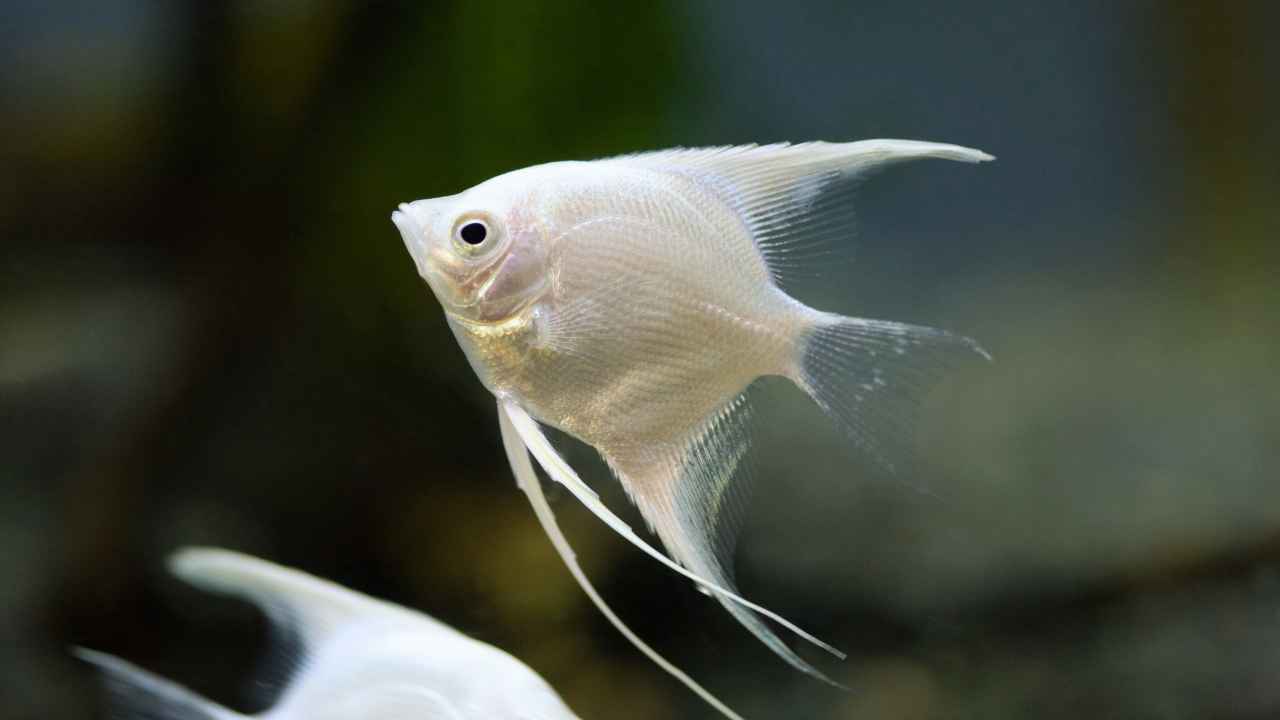 Angelfish: A Comprehensive Guide to Their Care and Beauty