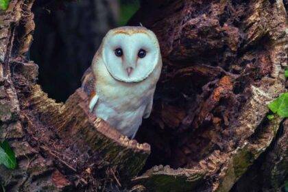 The Barn Owl: An In-Depth Look at the Silent Hunter