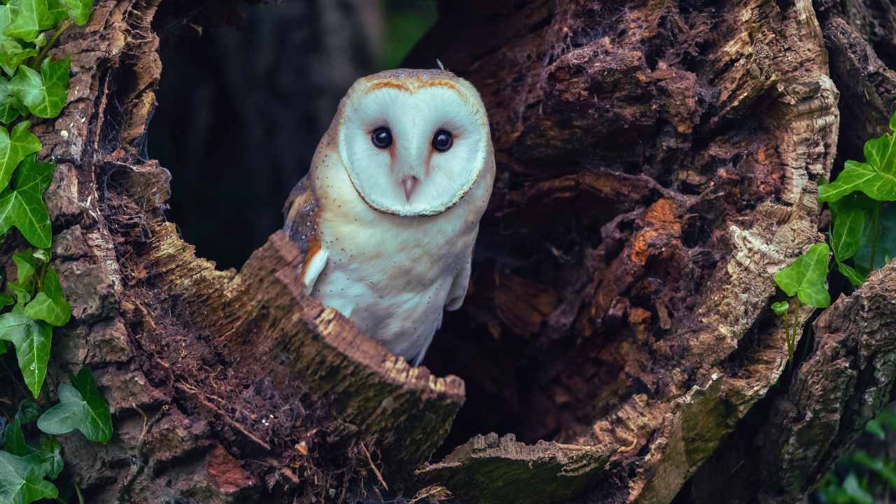 The Barn Owl: An In-Depth Look at the Silent Hunter