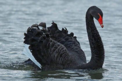 Black Swan Distribution; Habitat: An In-Depth Exploration