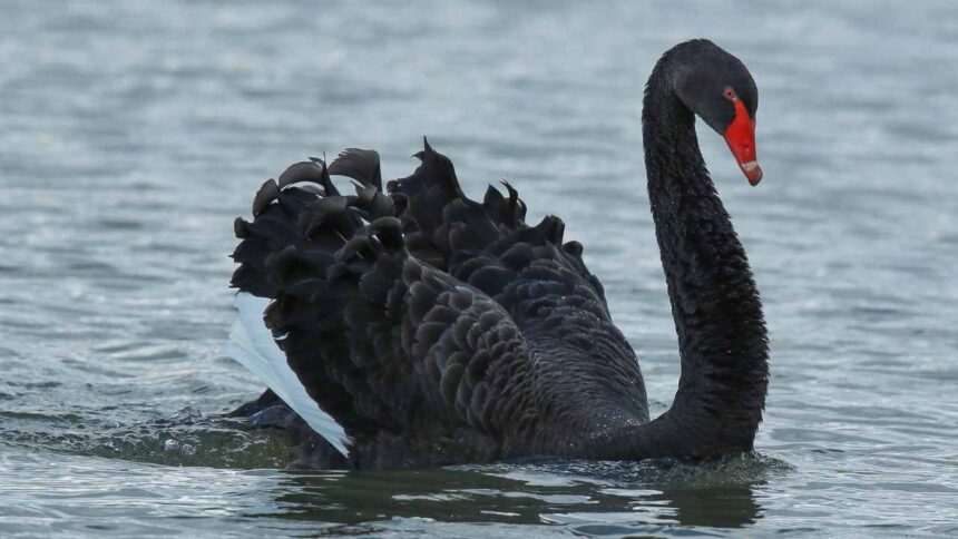 Black Swan Distribution; Habitat: An In-Depth Exploration