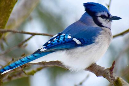 Blue Jay Distribution; Habitat: A Comprehensive Overview