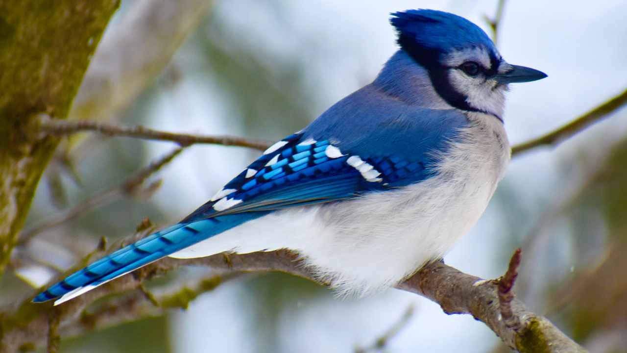 Blue Jay Distribution; Habitat: A Comprehensive Overview