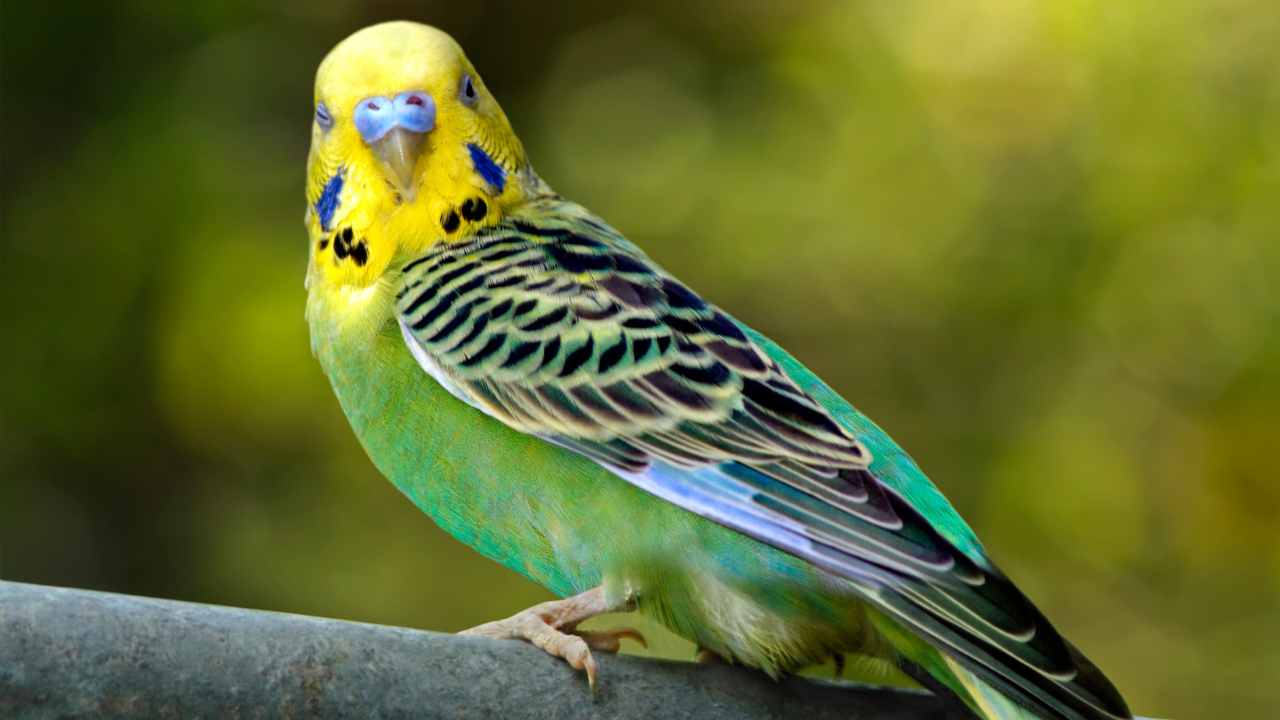 What Are Budgerigars?