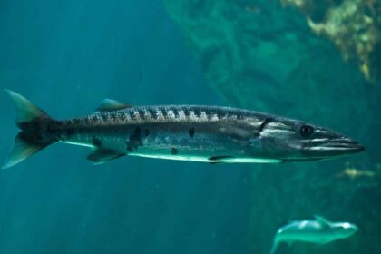 The Intriguing World of Barracudas: Fierce Predators of the Ocean