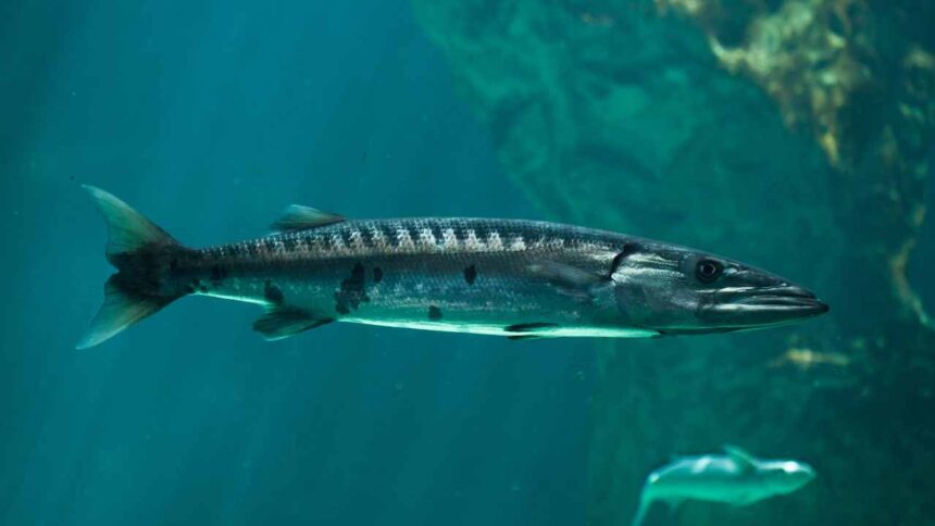 The Intriguing World of Barracudas: Fierce Predators of the Ocean