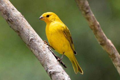 The Enchanting World of Canaries: A Comprehensive Guide