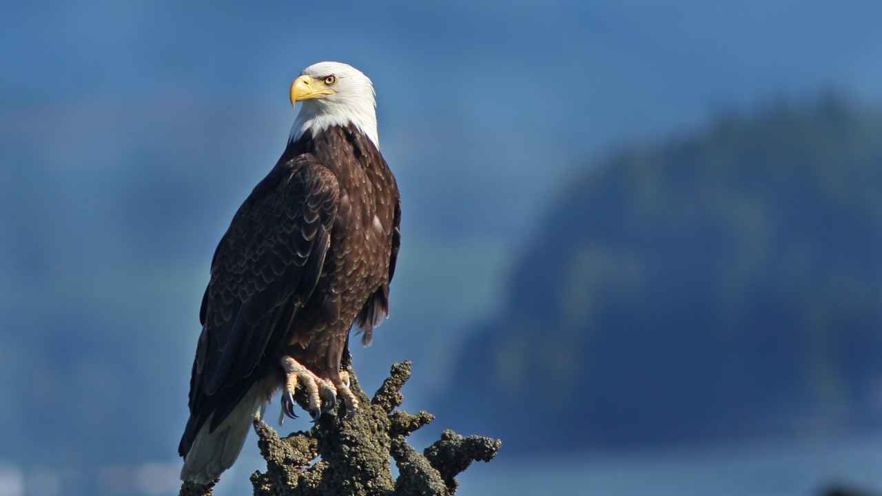 What Is a Bald Eagle?