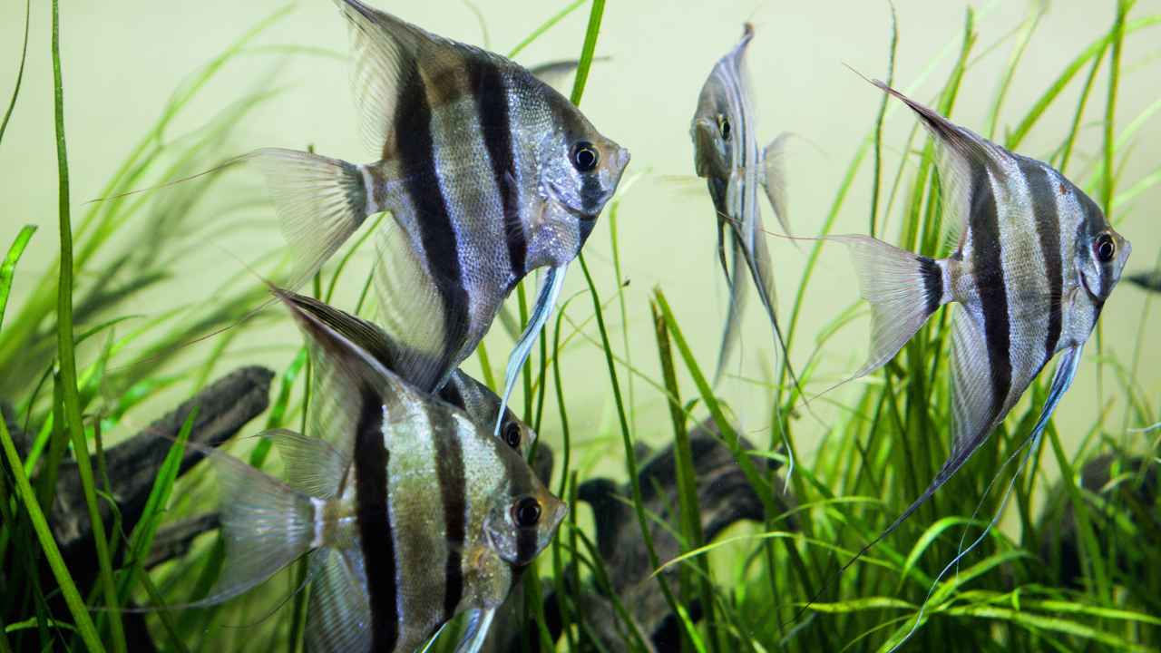 Marine Angelfish