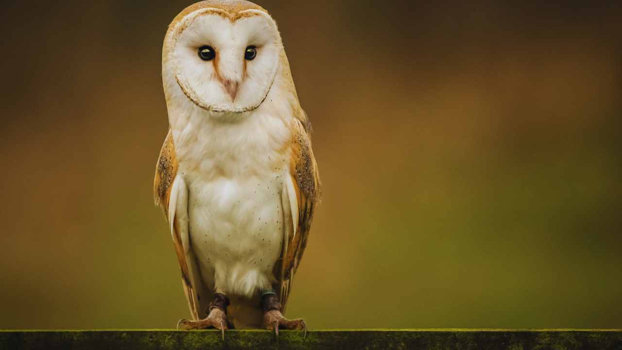 What is a Barn Owl?