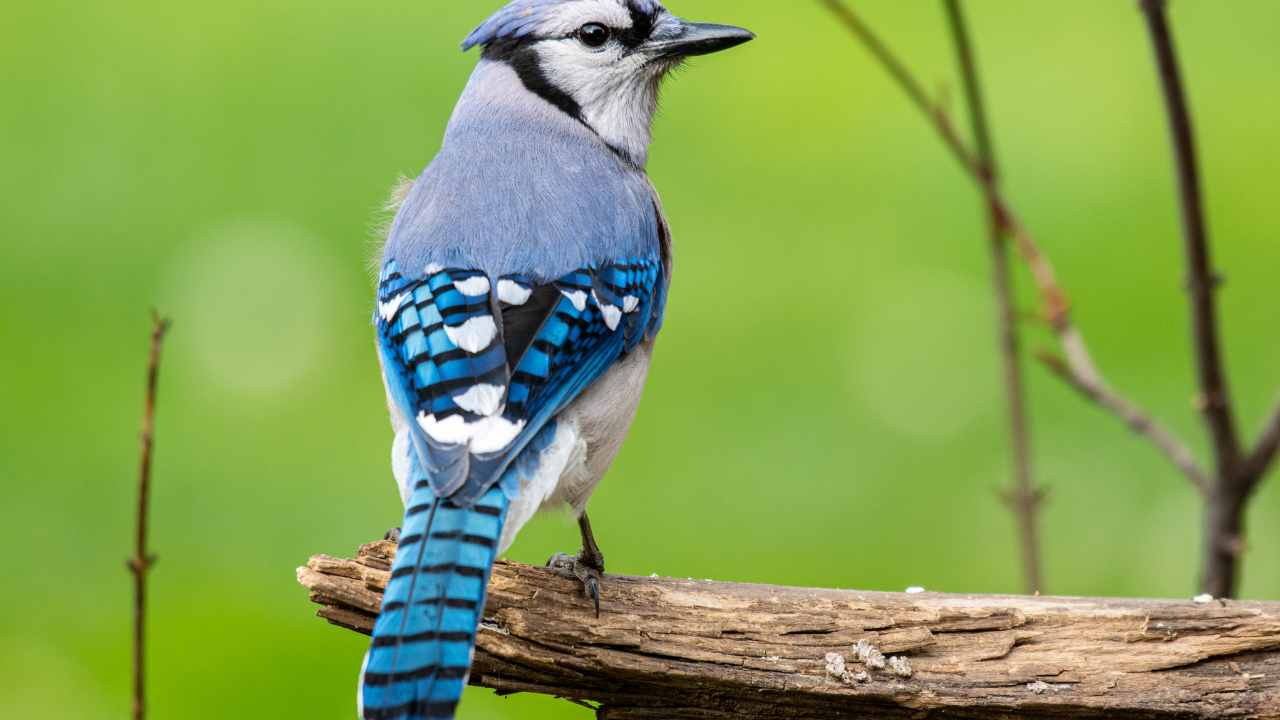 Distribution of the Blue Jay