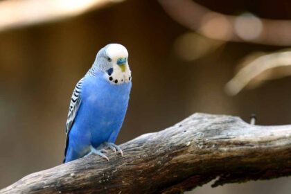 The Ultimate Budgie Feeding Guide