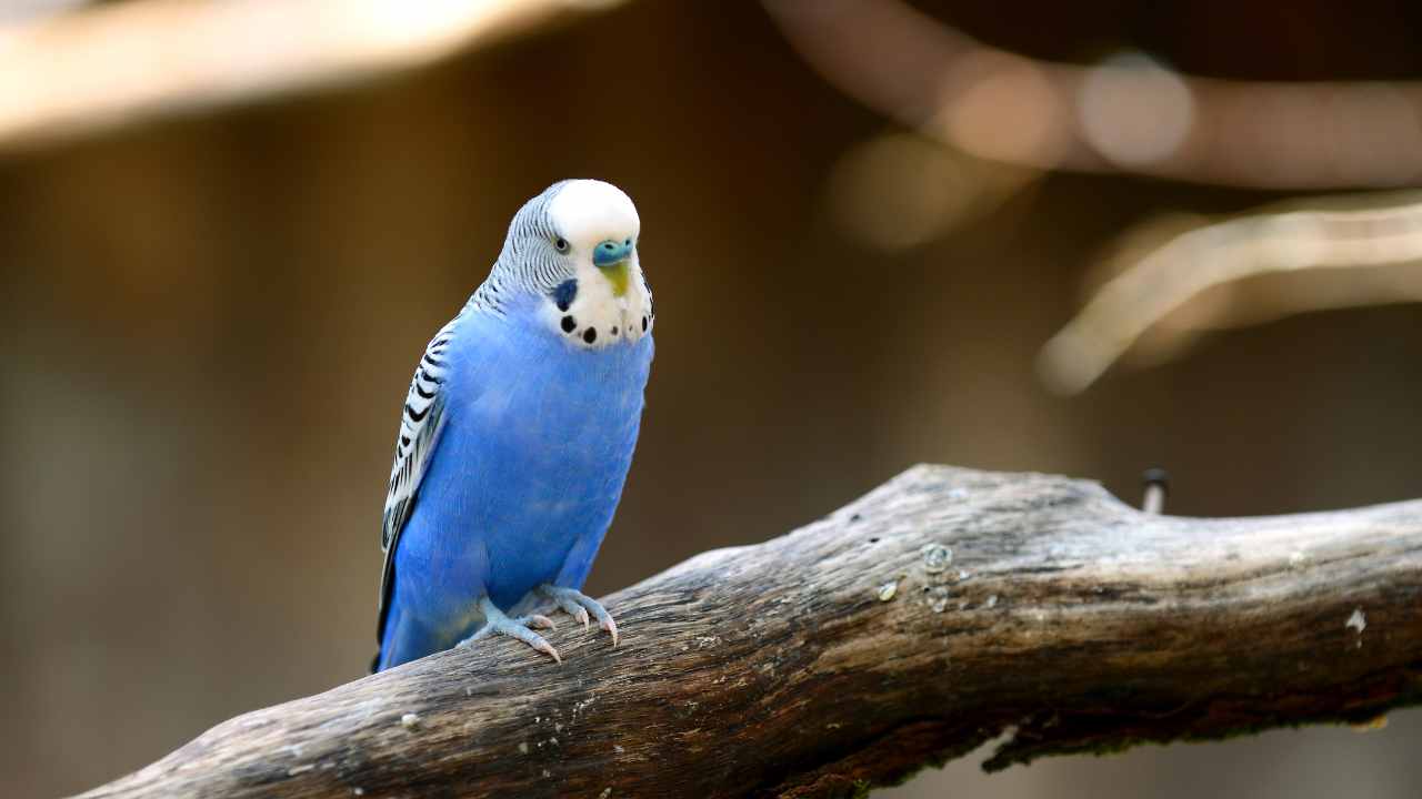 The Ultimate Budgie Feeding Guide