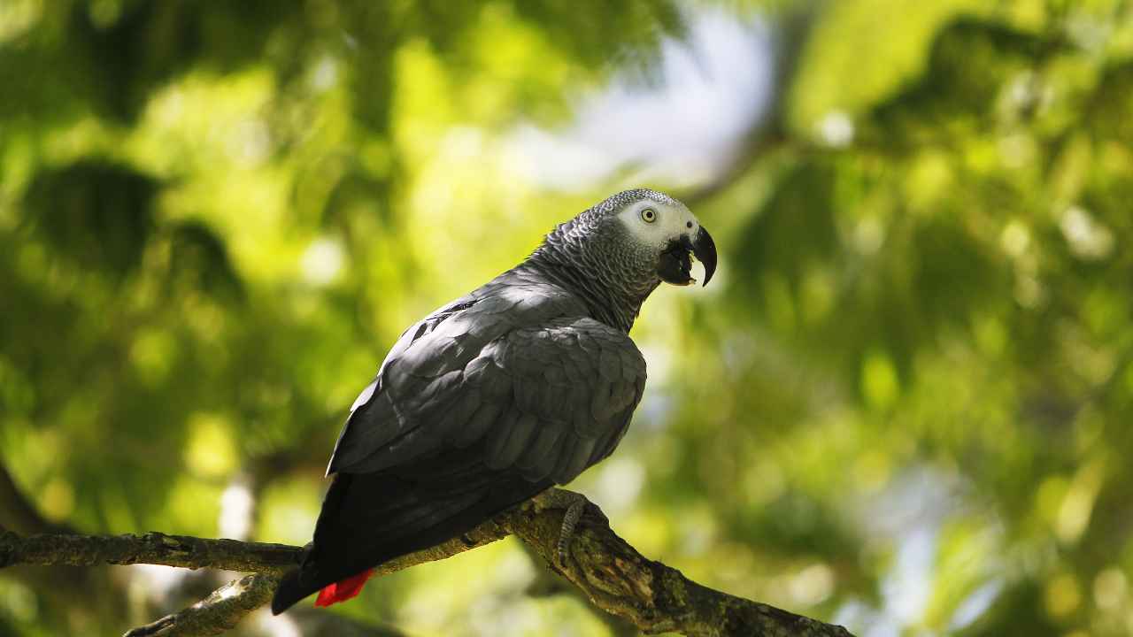 Lifespan: How Long Do African Grey Parrots Live?