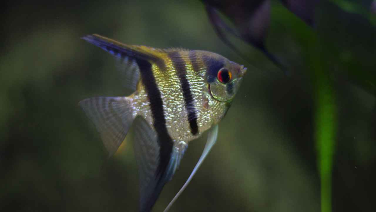 Care Requirements for Freshwater Angelfish