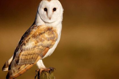 Barn Owl Distribution ; Habitat: An In-Depth Exploration