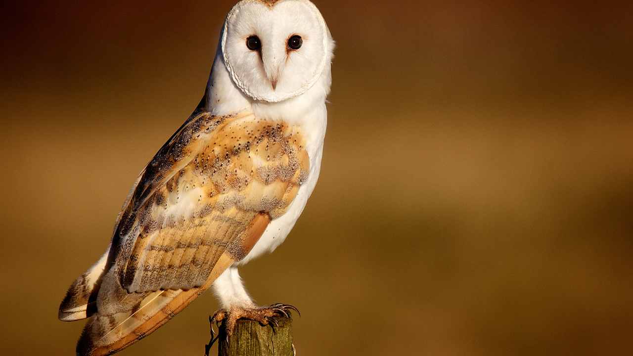 Habitat of the Barn Owl