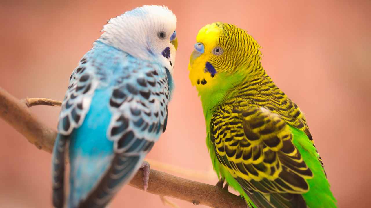 Lifespan and Health of Budgerigars