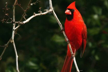 Northern Cardinal Distribution; Habitat: A Comprehensive Guide