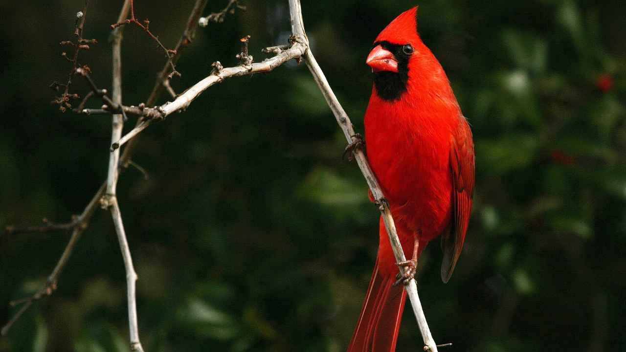 Northern Cardinal Distribution; Habitat: A Comprehensive Guide