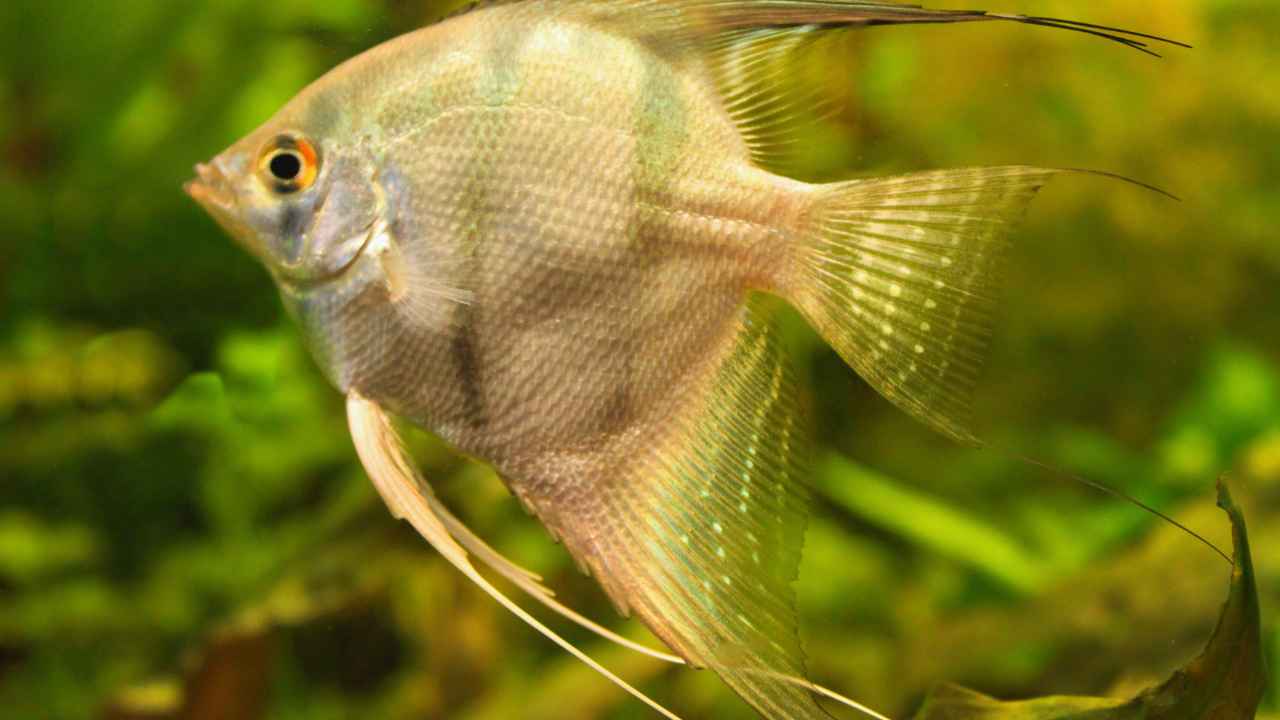 Care Requirements for Marine Angelfish