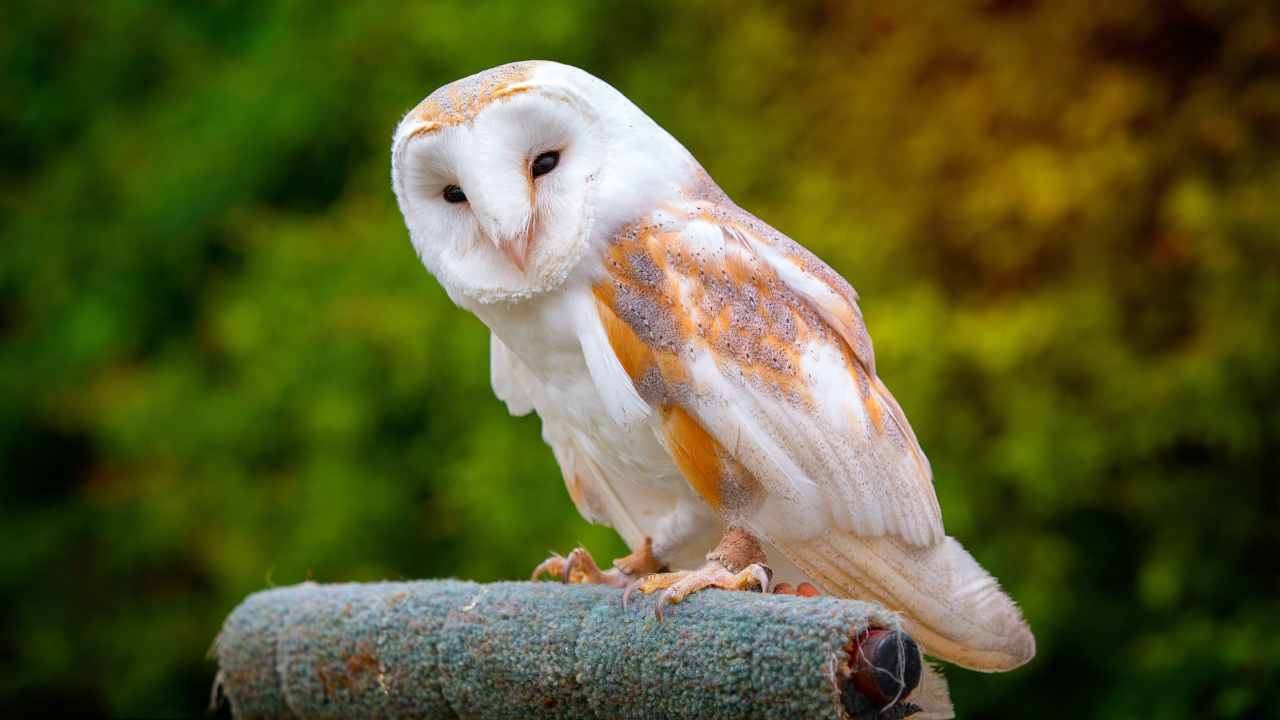 Barn Owl Behavior