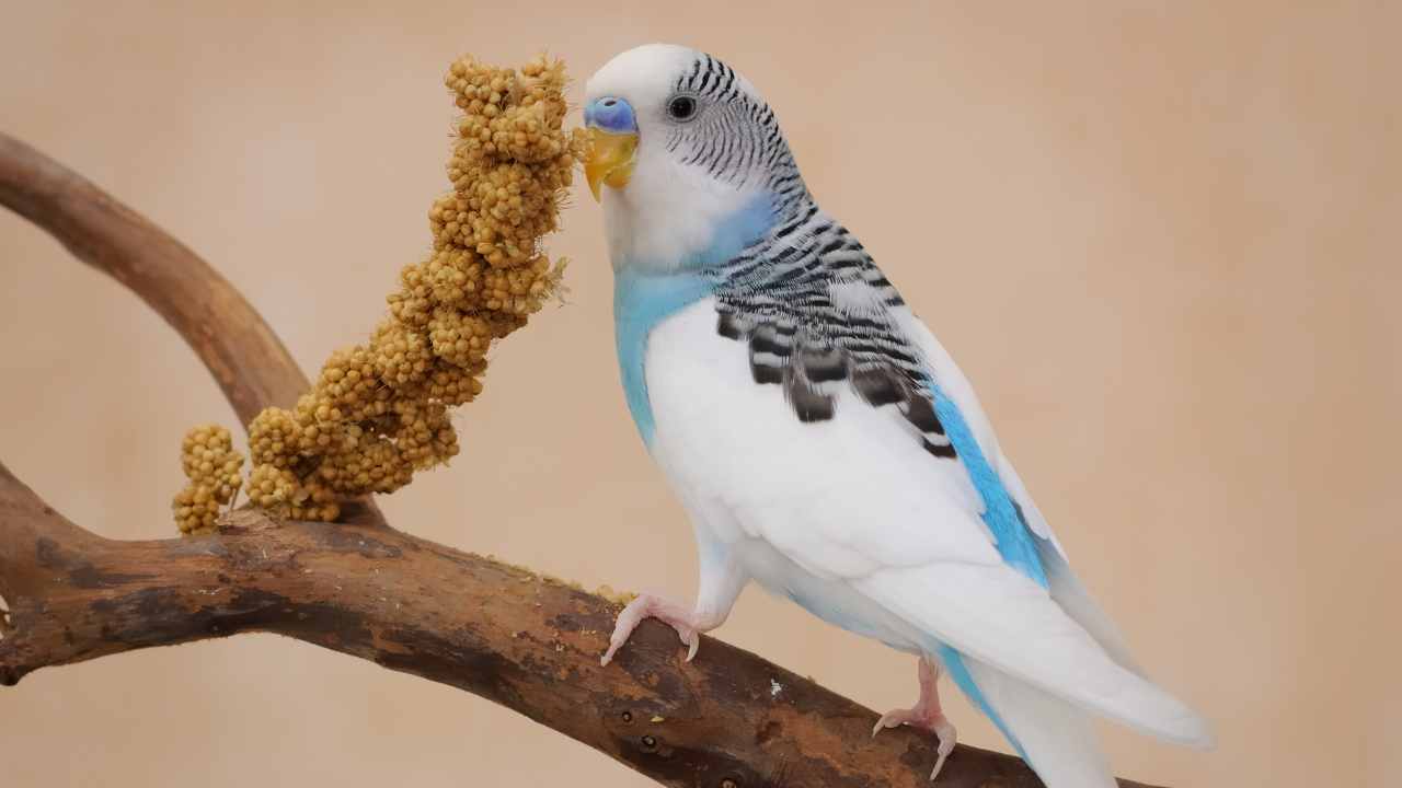 What Can Budgerigars Eat?