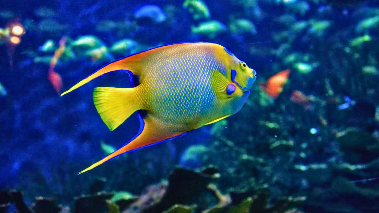 Breeding Angelfish