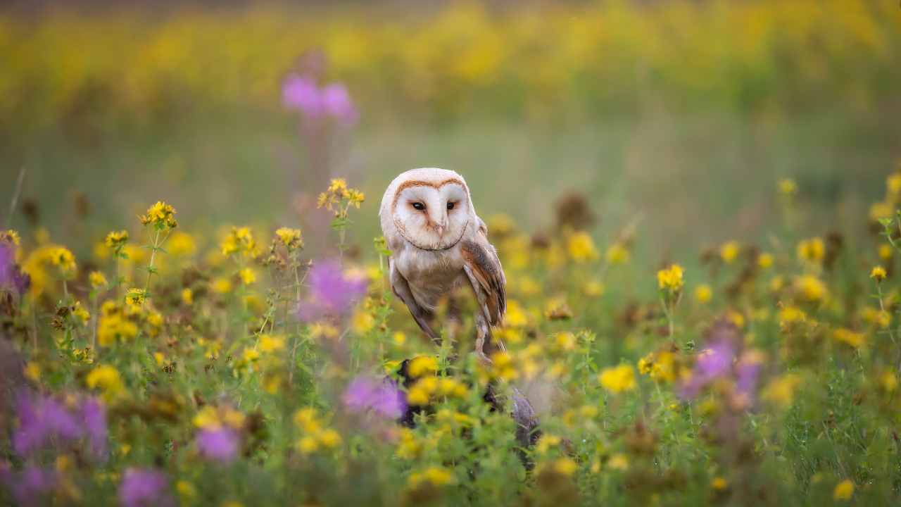 How to Tell if a Barn Owl is Male or Female