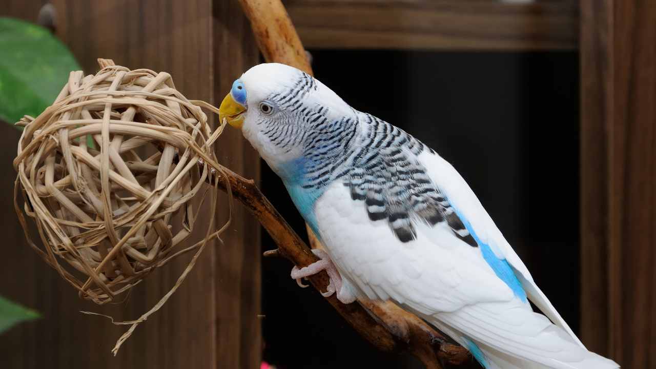 Can Budgerigars Talk?