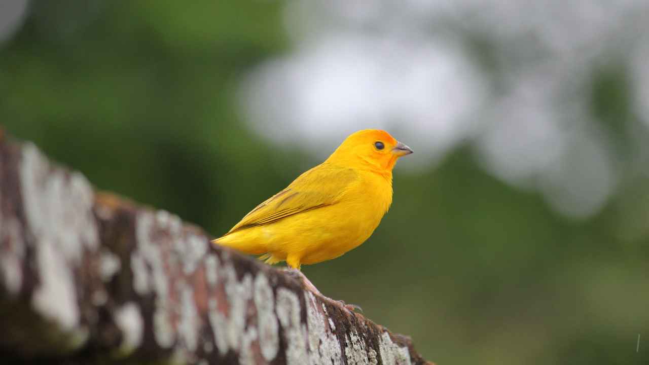 The Atlantic Canary Islands' geographical distribution