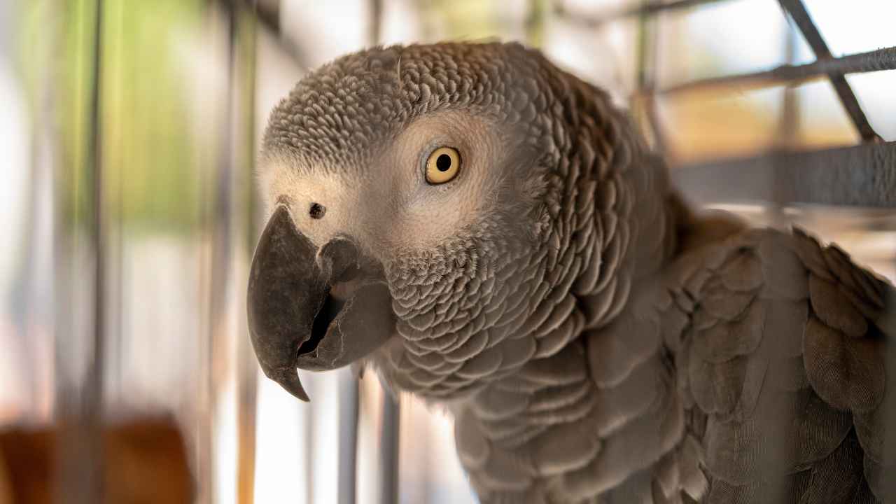 African Grey Parrot Overview