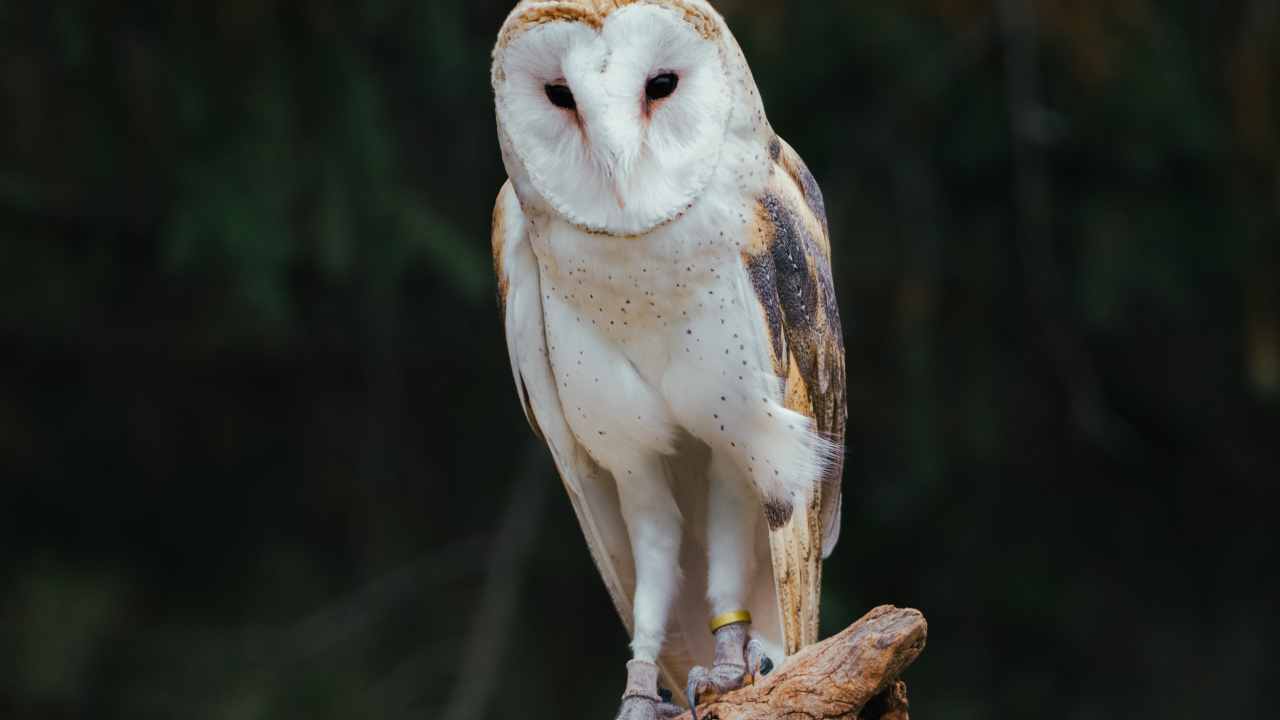 Barn Owl Sounds and Vocalizations