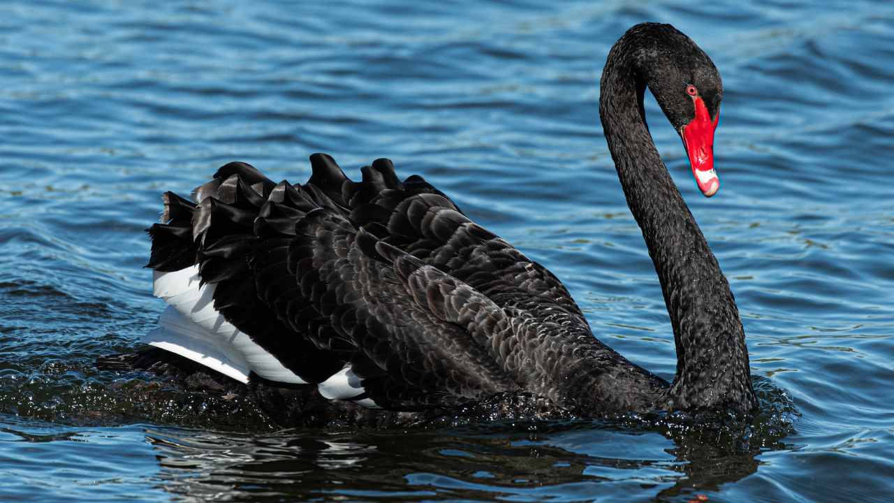 FAQs about Black Swans