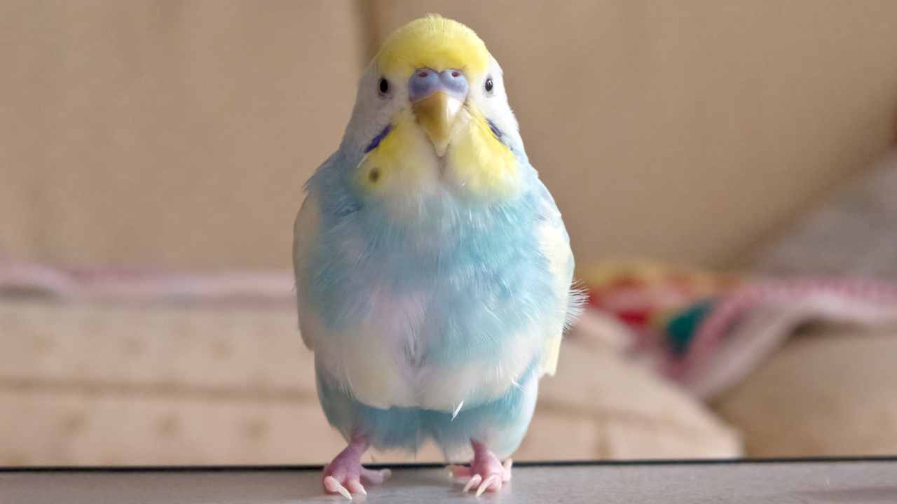 Types of Budgerigars