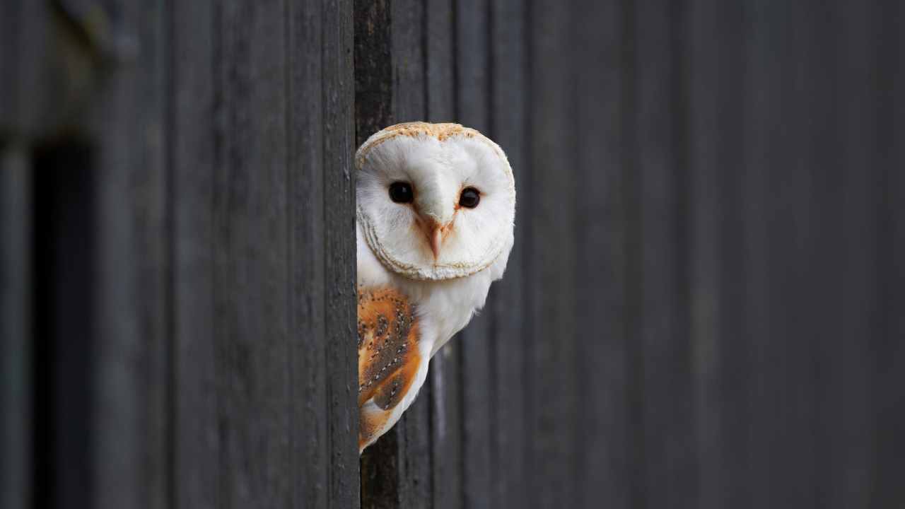 Barn Owl Conservation and Threats