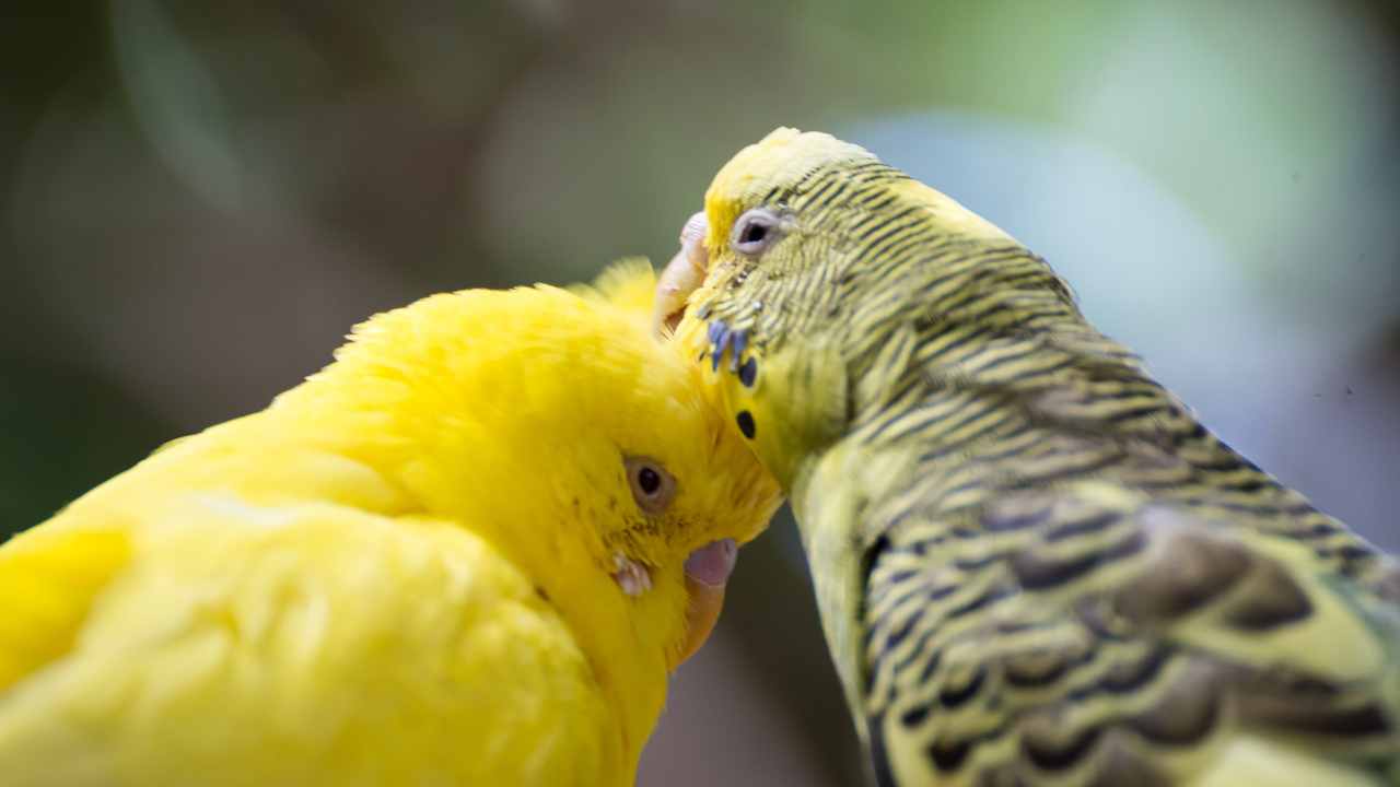 Breeding Budgerigars