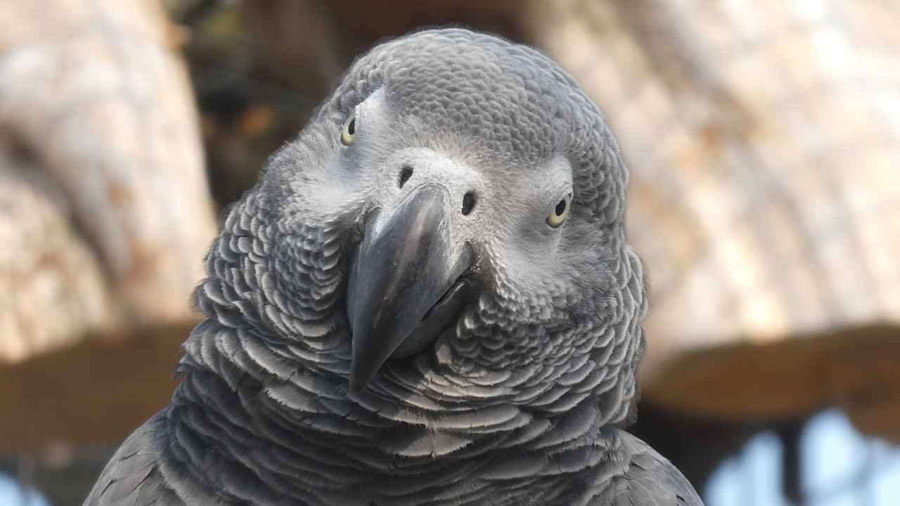 Conservation Status: Are African Grey Parrots Endangered?