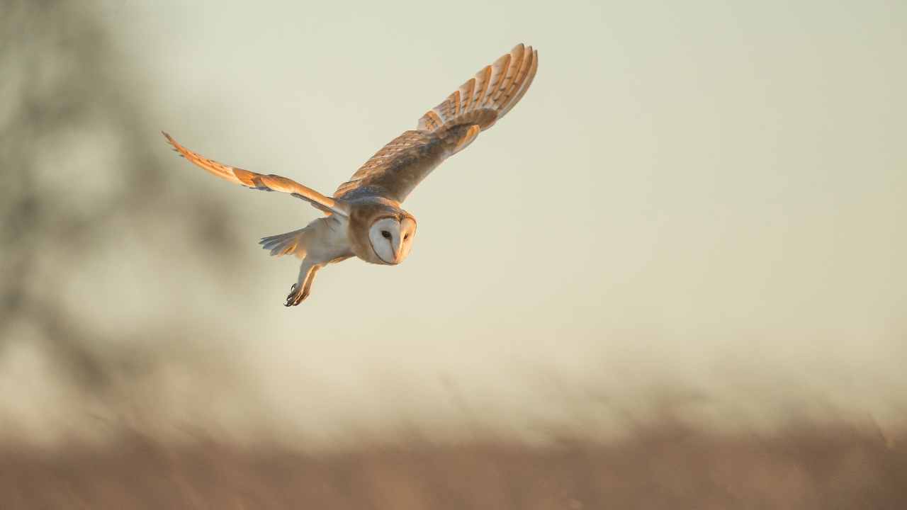 Attracting Barn Owls to Your Area