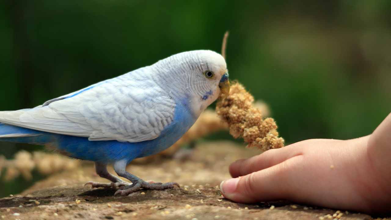 Cost of Budgerigars