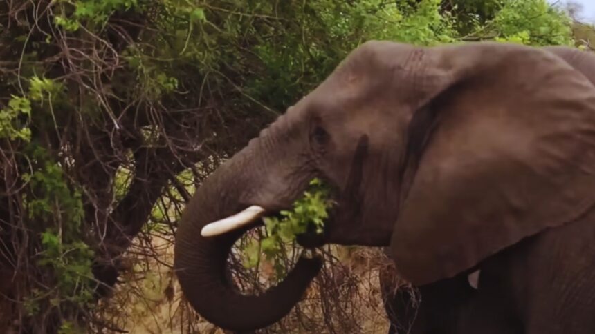 The Majestic African Elephant: Facts, Habitat, and Conservation Efforts