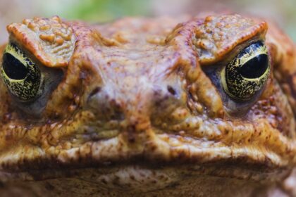 American Toad: Dietary Habits, Toxicity, Pet Potential, and More